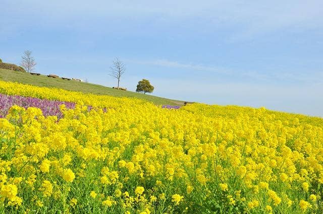 あわじ花さじき　菜の花