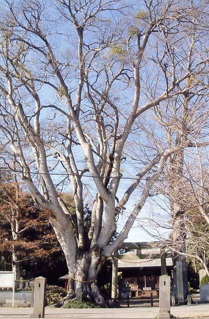 エノキ（胸形神社のエノキ）