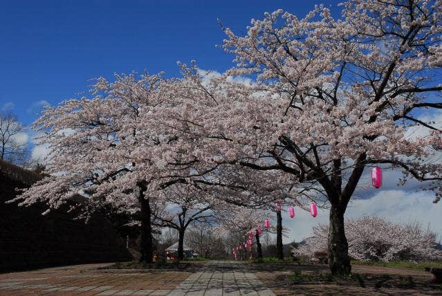 総合公園の桜