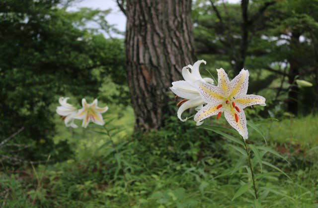 勢見ヶ森公園山百合