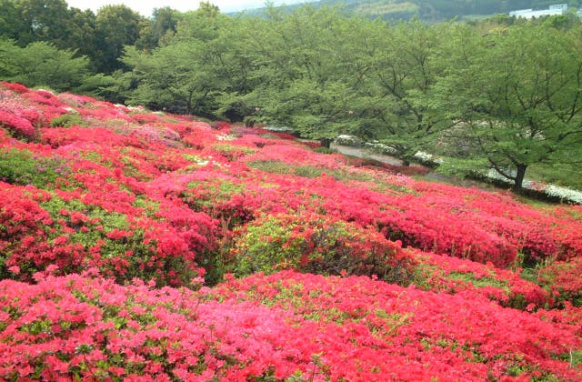 日輪寺のツツジ