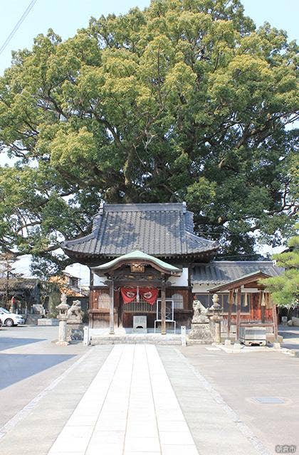 安長寺の大樟