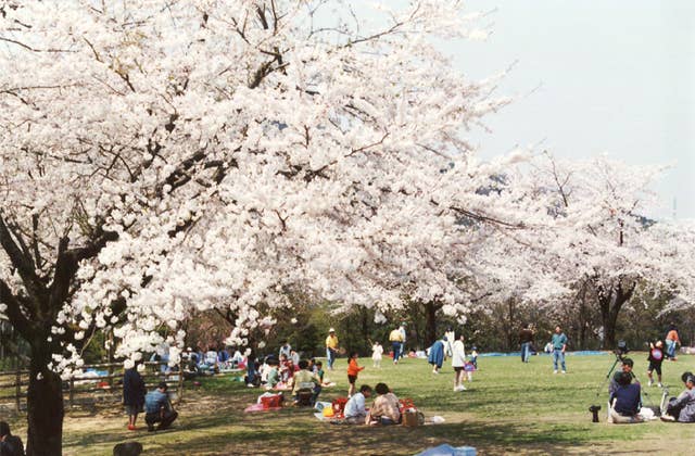 石川県林業試験場樹木公園の桜