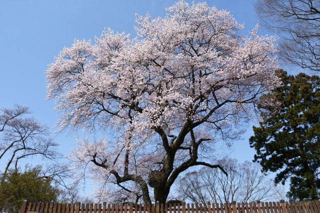 御殿桜