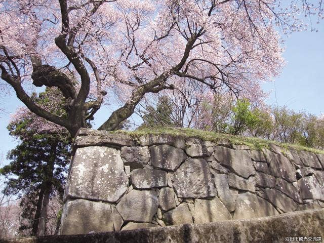 御殿桜石垣