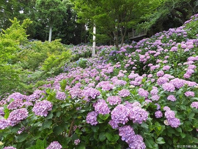 秋葉公園のあじさい