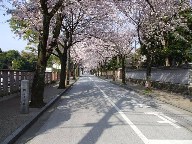 西海子小路の桜