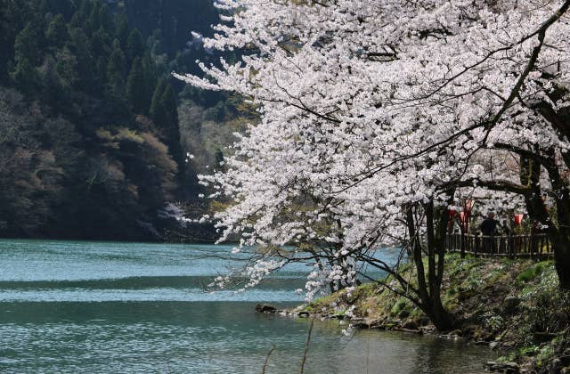 庄川峡桜まつり
