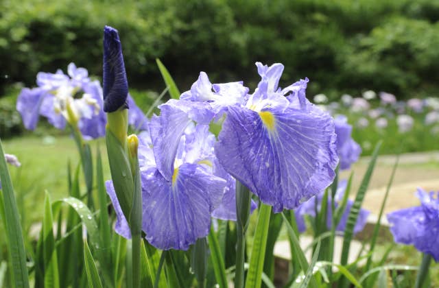 頼成の森花しょうぶ