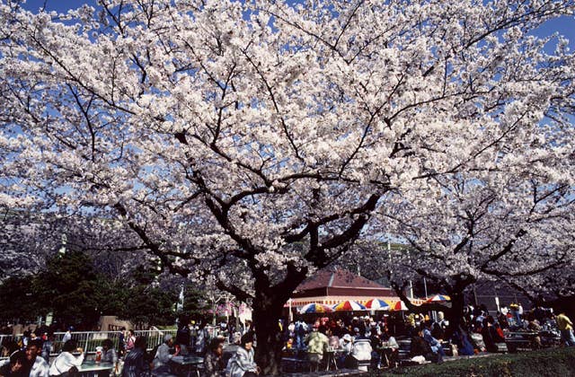 東山公園の桜