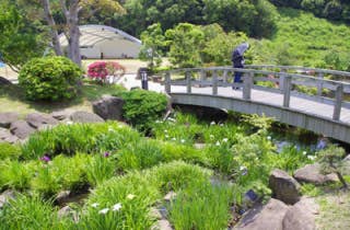 冠山総合公園／しょうぶ2