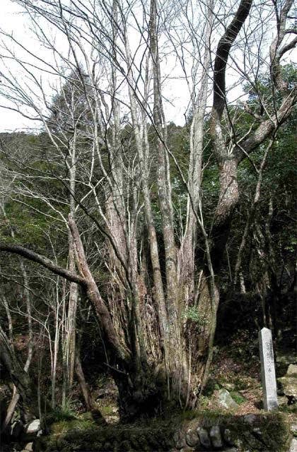 富川かつらの木