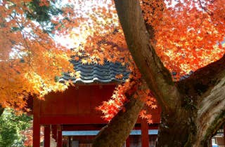 弥栄神社紅葉