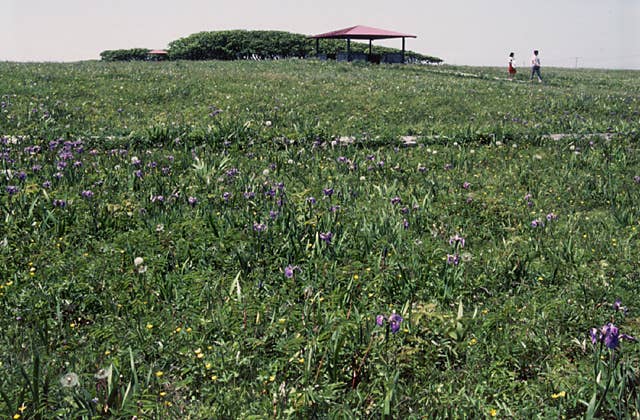 北方原生花園