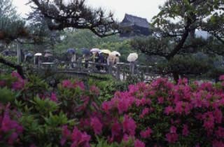 吉香公園／つつじ