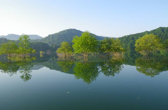 錦秋湖の水没林