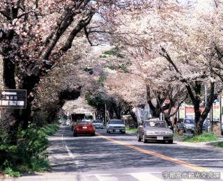 日光街道の桜