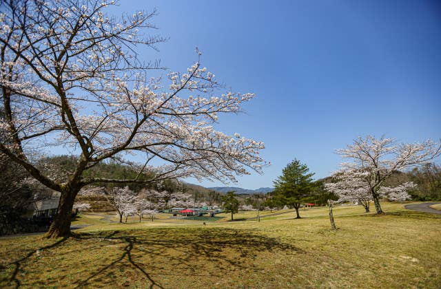 太陽の広場の桜①