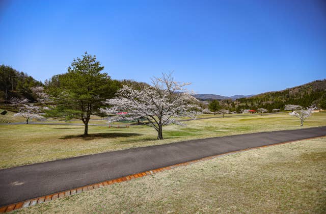 太陽の広場の桜②