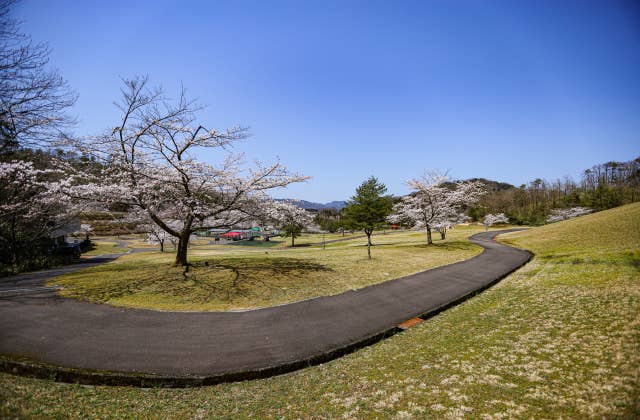 太陽の広場の桜③