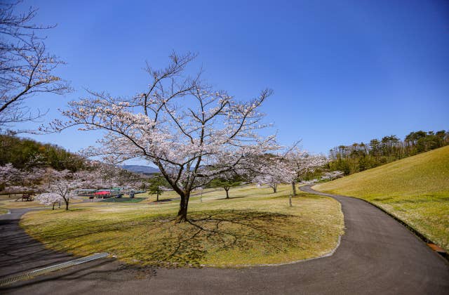 太陽の広場の桜④