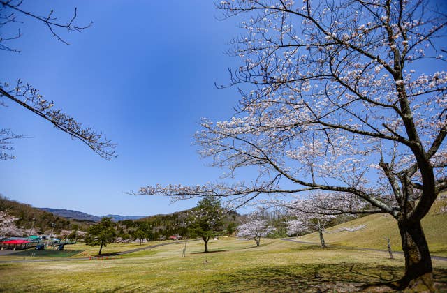 太陽の広場の桜⑤