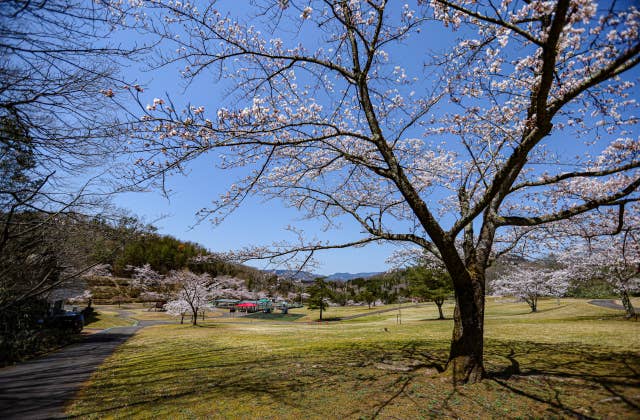 太陽の広場の桜⑥