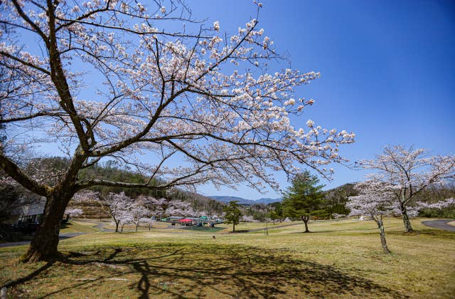 太陽の広場の桜⑦