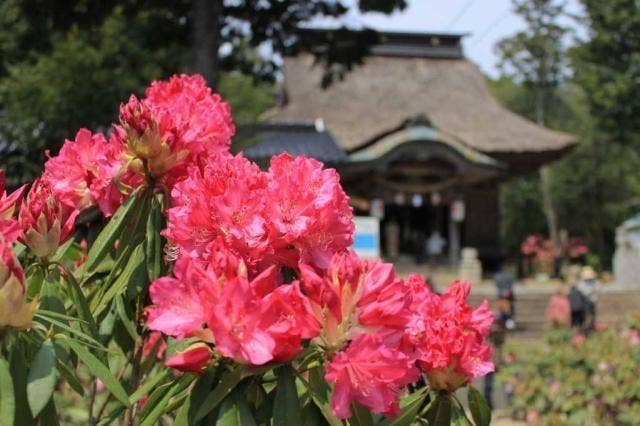 宇佐八幡宮のシャクナゲ