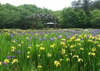 水生植物園