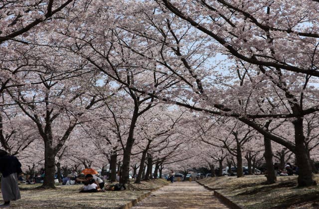 さくらの森公園写真