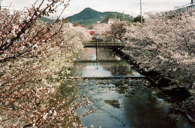 五条川堤の桜
