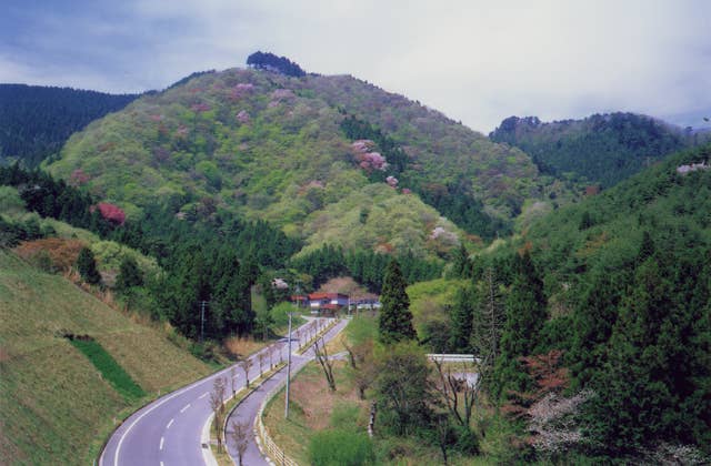 鹿狼山の山桜