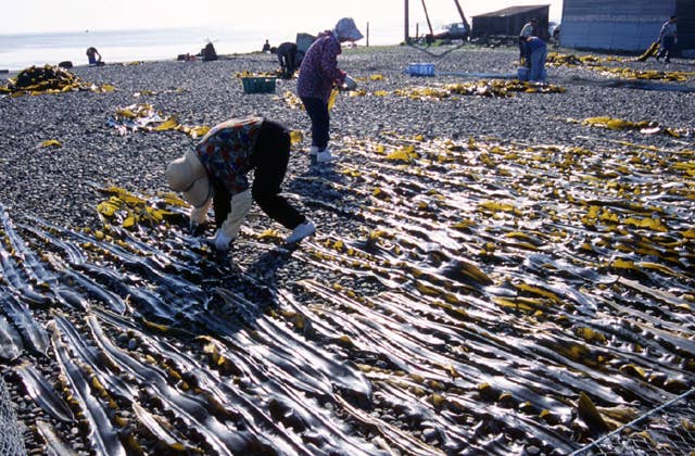 Dried kelp
