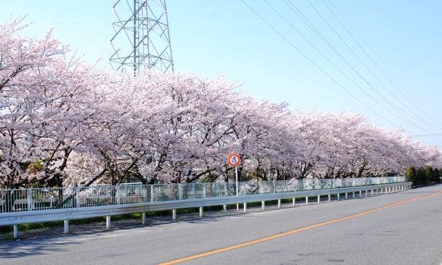 さくら通り風景