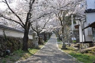今高野山　桜