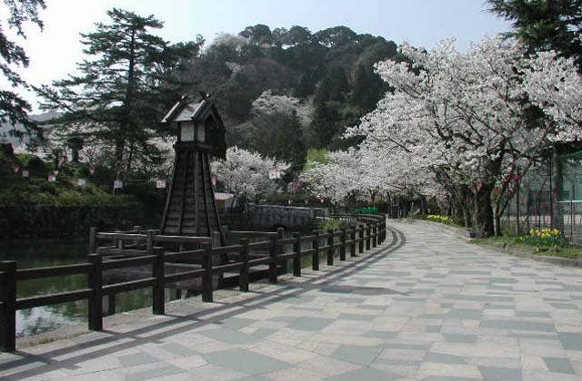 鹿野城跡の桜