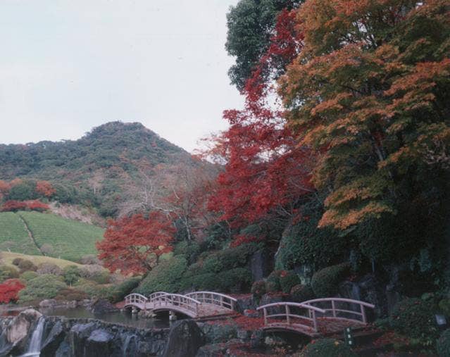 慧洲園の紅葉