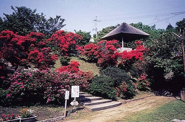 早島公園のツツジ