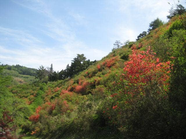 琴平山公園