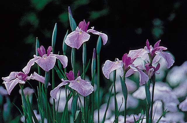 神楽女湖の花菖蒲