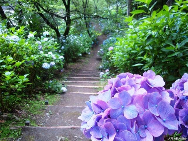 あじさいの植えられた遊歩道