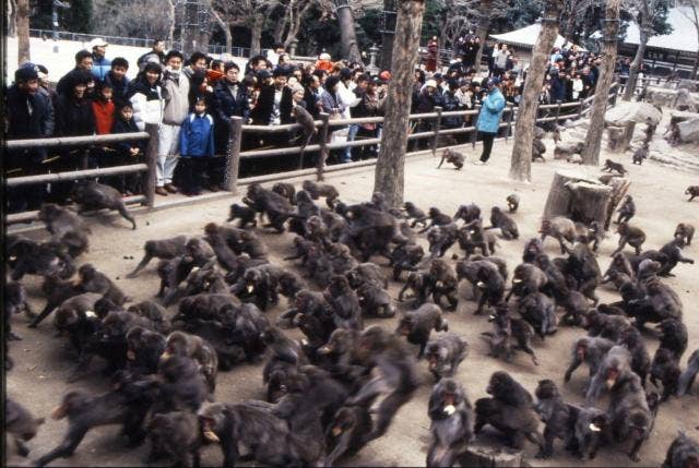 高崎山サル寄せ場