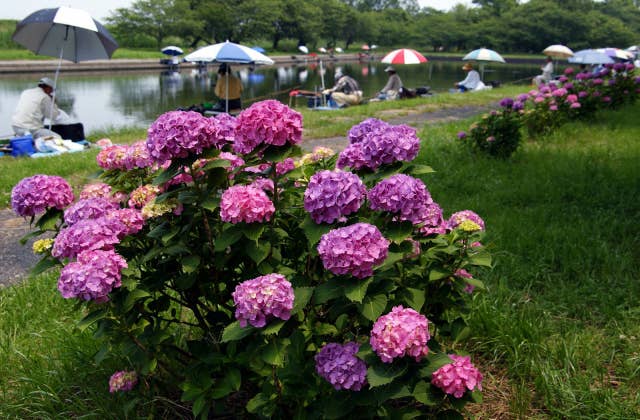 群馬の水郷（夏）