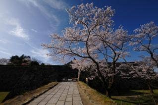 篠山城跡の桜