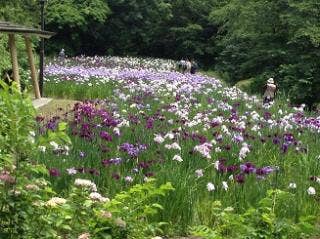 行田公園花しょうぶ