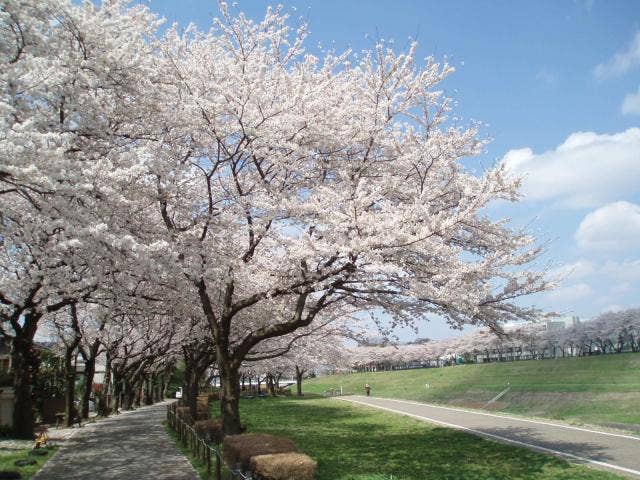 運河桜（眺望の丘）