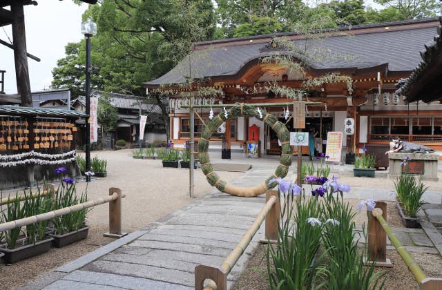 上野天神宮の花菖蒲