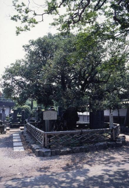 明空御手植の柊