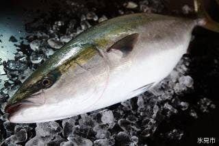 ひみ寒ぶり